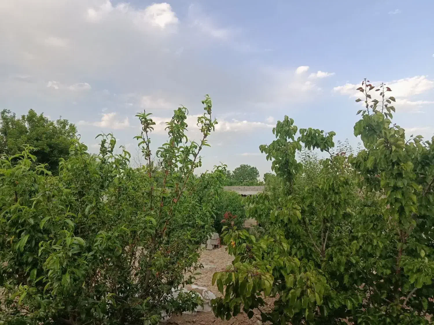 باغچه