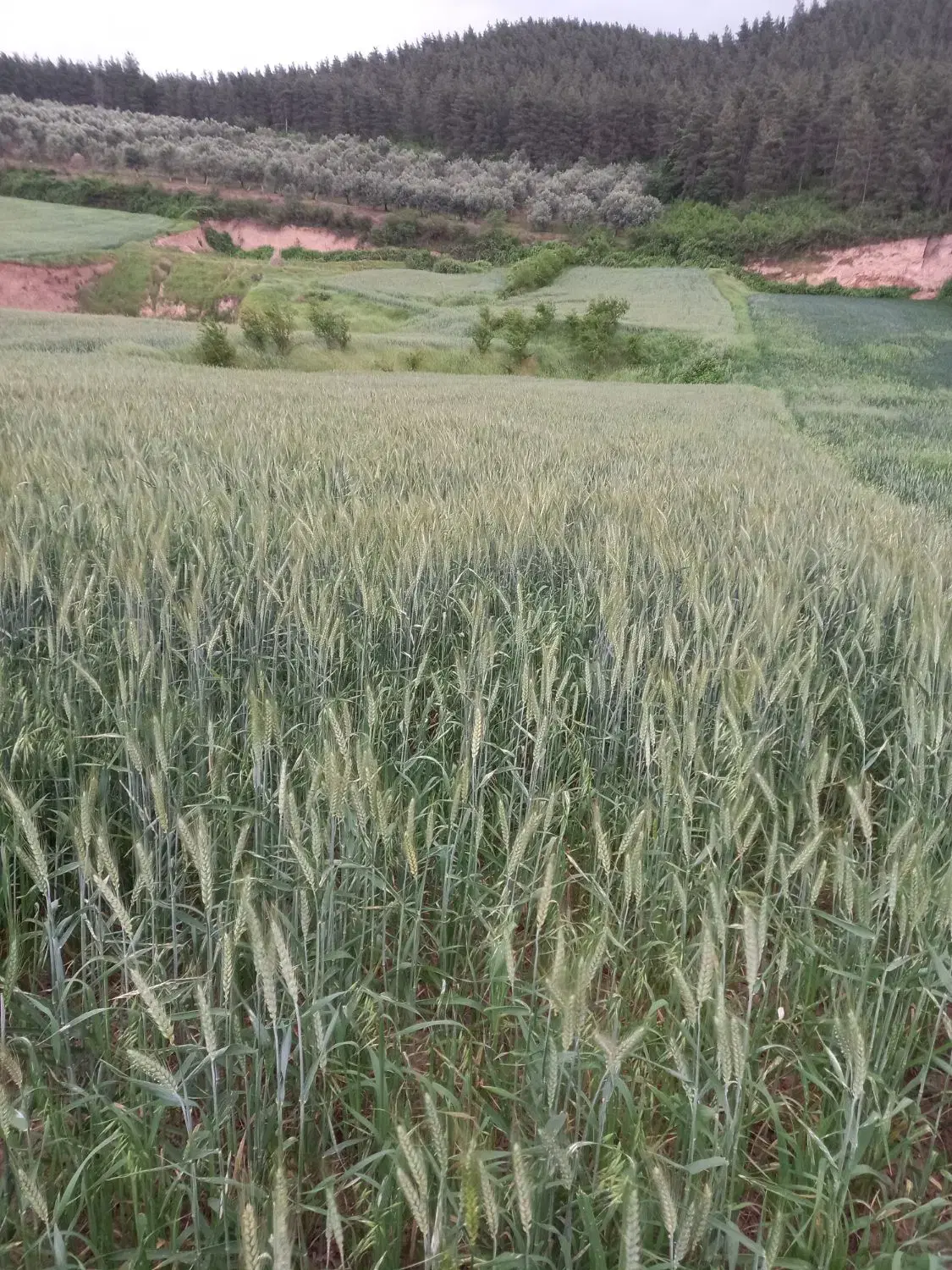 زمین کشاورزی