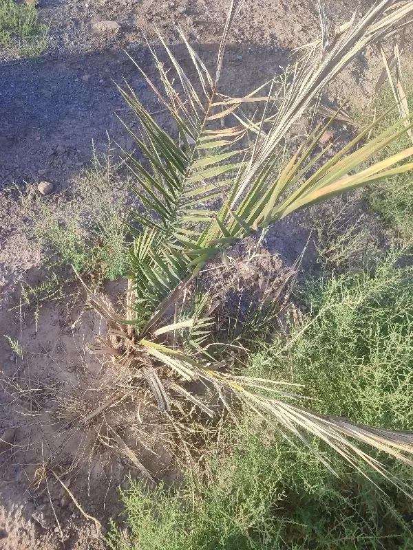زمین فروشی میدان پنجعلی زاده