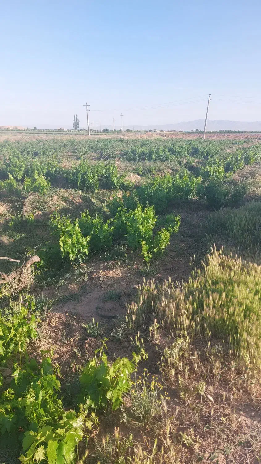 یک هکتار باغ انگور در شهر نرجه بهر جاده آسفالت
