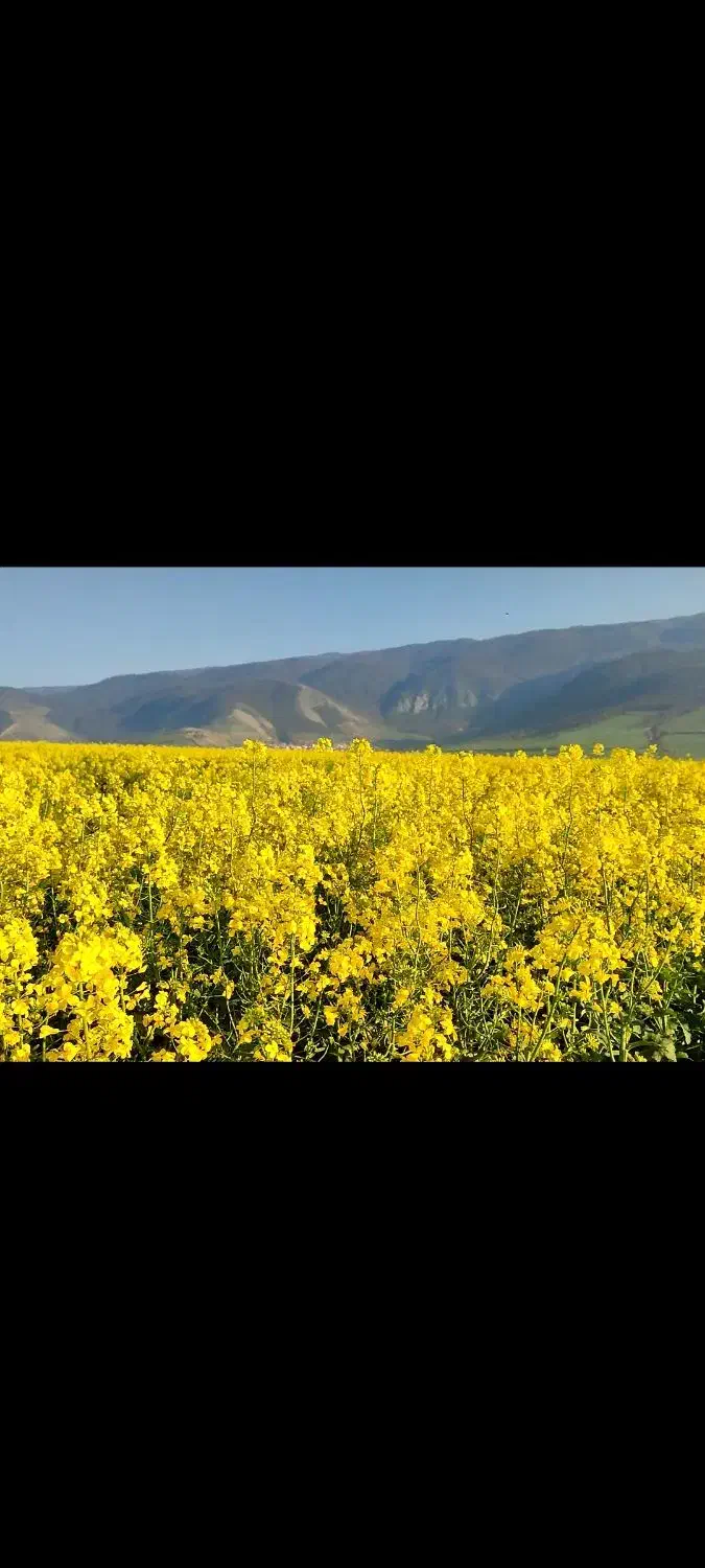 زمین کشاورزی