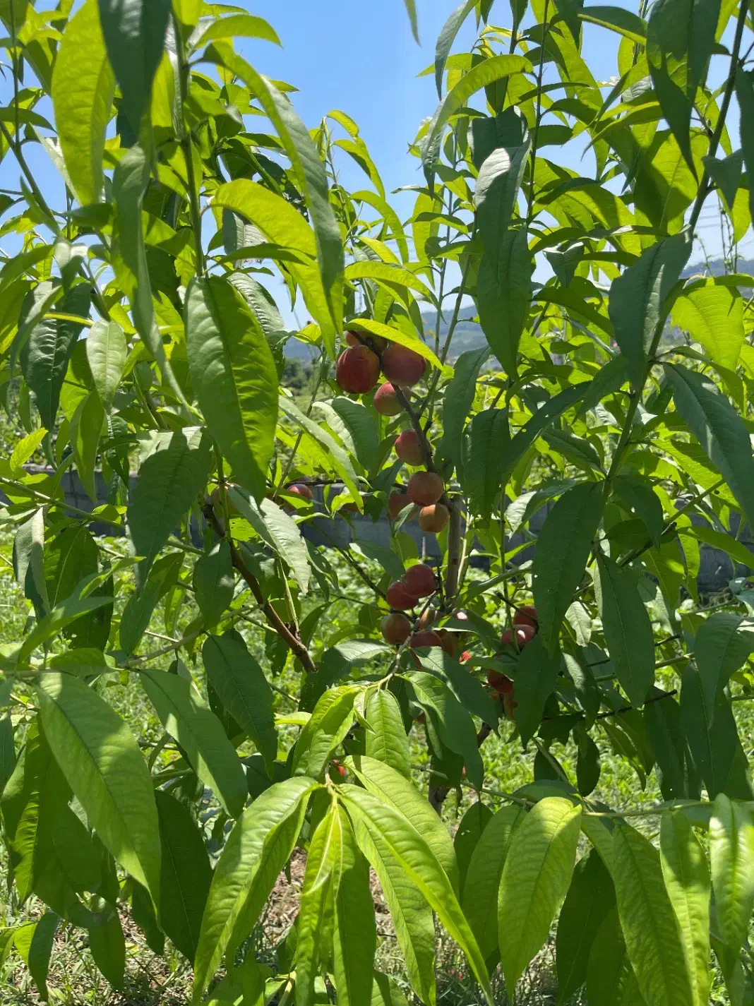 فروش زمین باغی