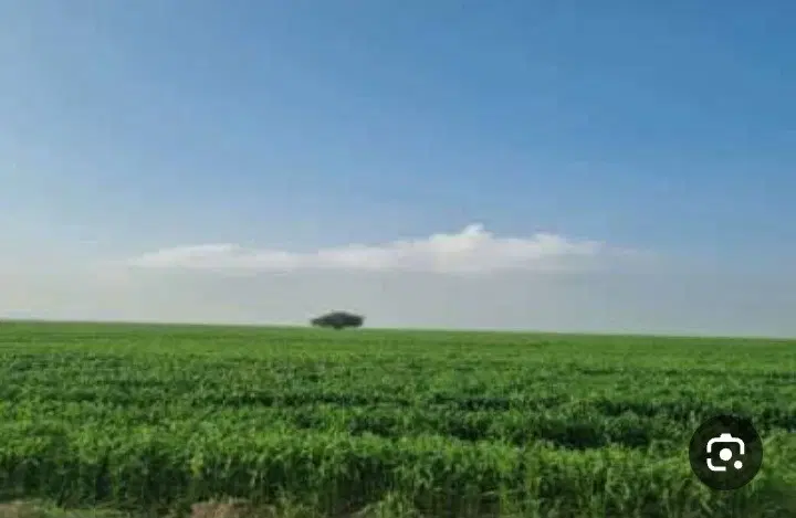 زمین کشاورزی بلوطک شیخان