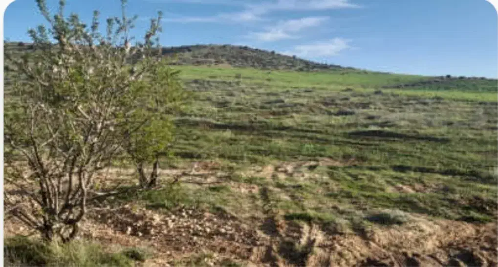 زمین باغ