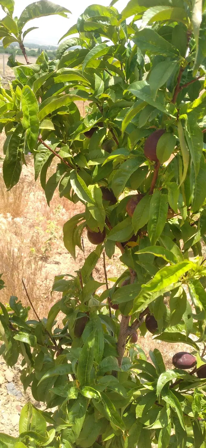 نو باغ پشت کوه گرمه