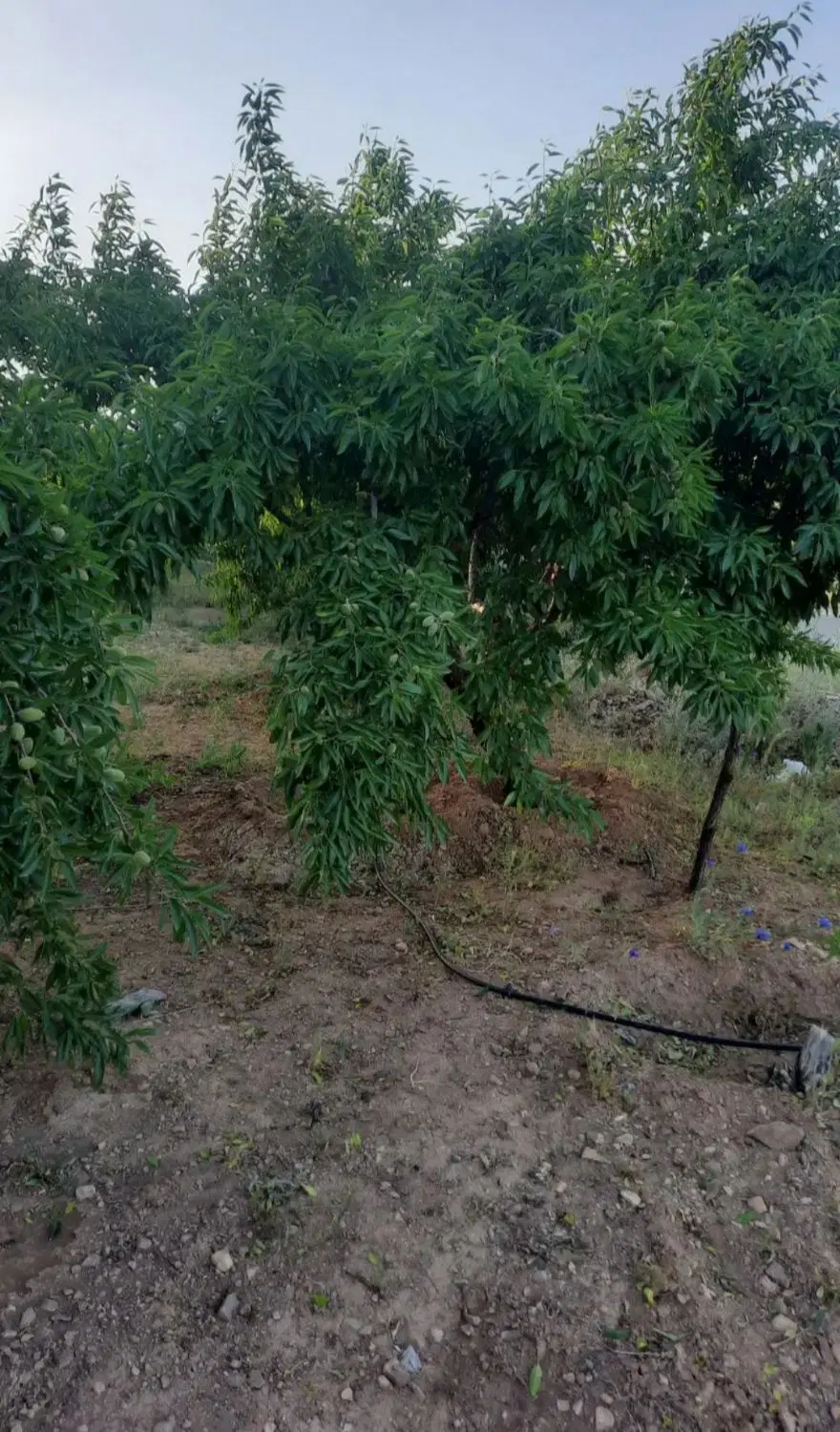 زمین کشاورزی
