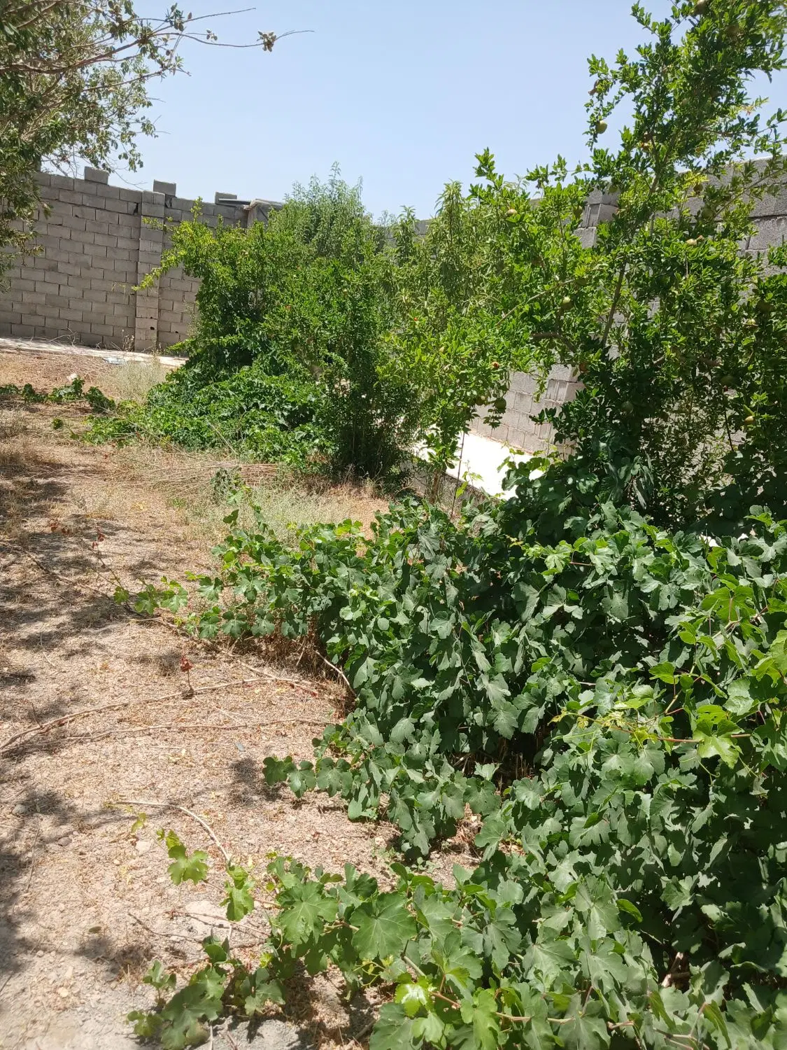 باغ ۵۰۰ متری و ی باغ ۳۰۰متری