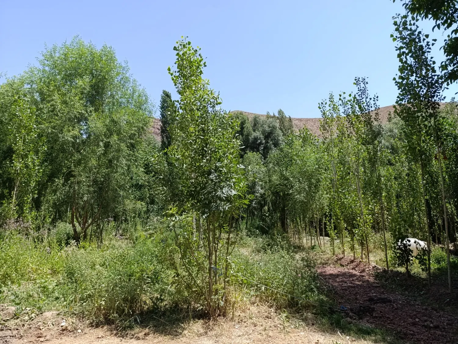 باغ کنار رودخانه با راه اختصاصی