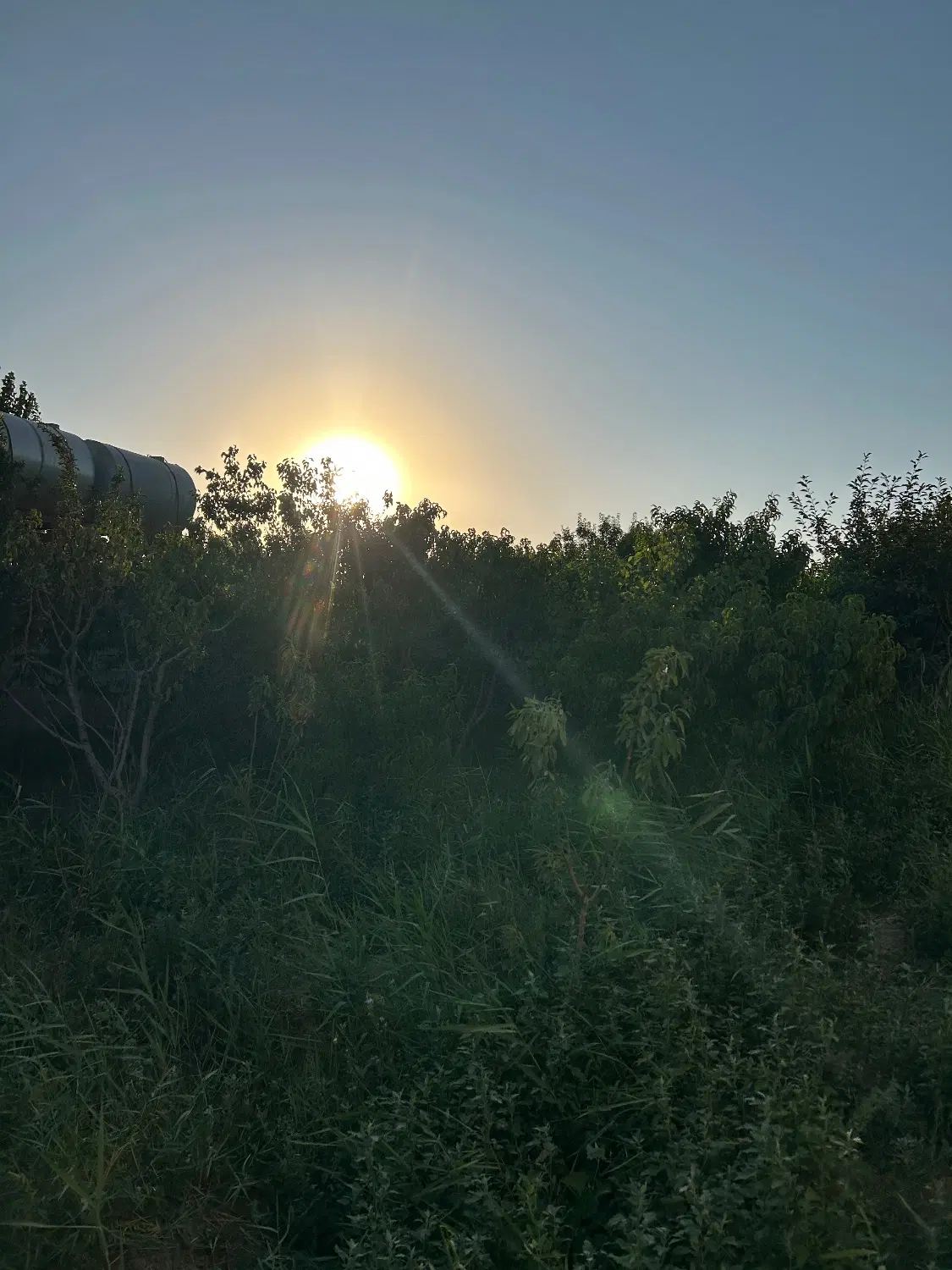باغچه