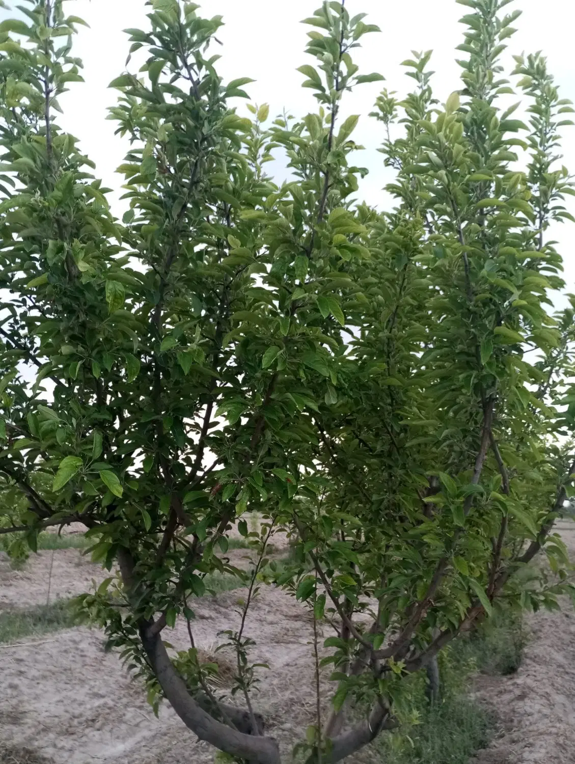 باغ و زمین‌در نعمت الله،