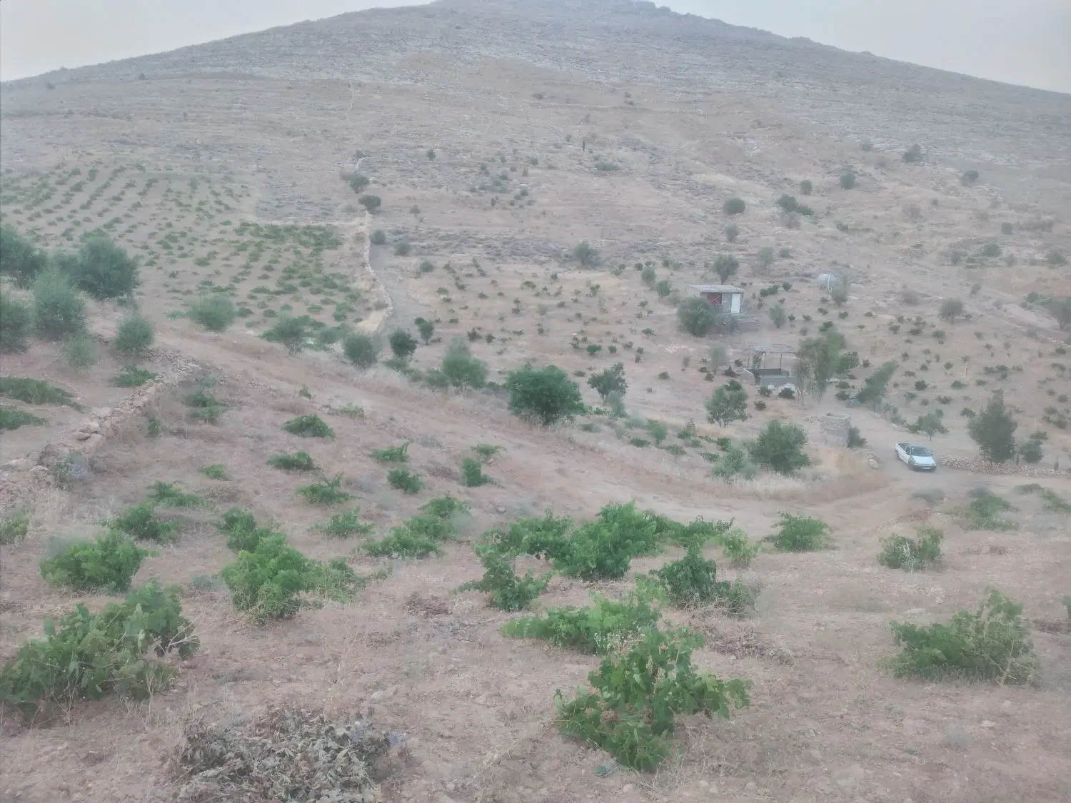 زمین باغشهری سعدی