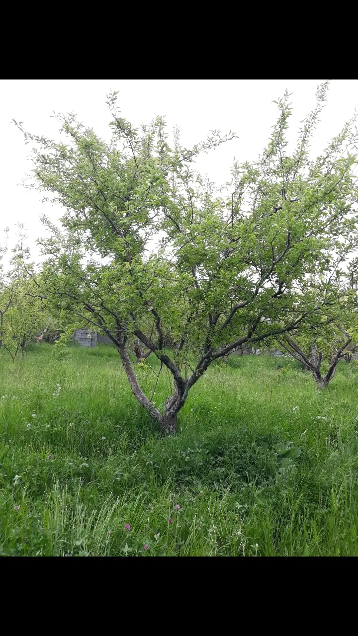 باغ در ایوند