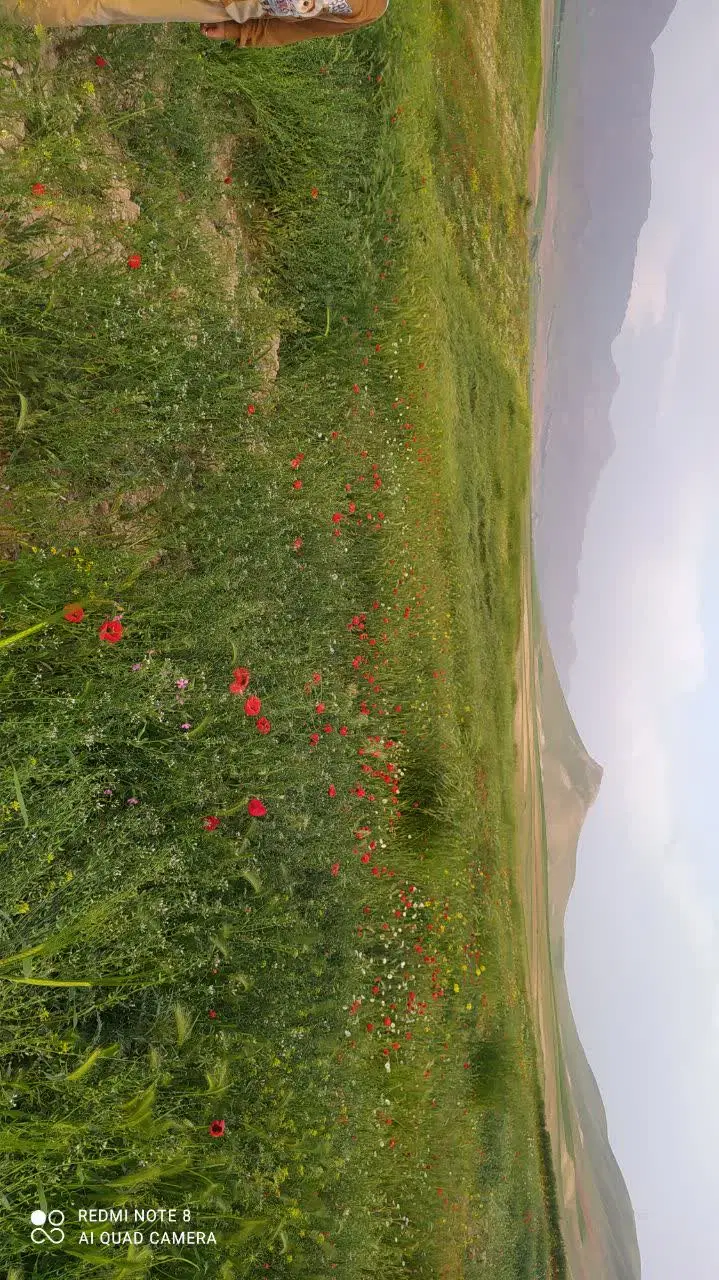 فروش زمین کشاورزی کشت زعفران