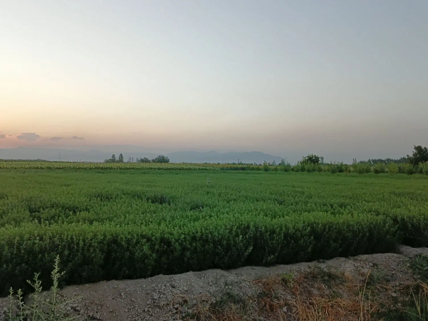 بادرنجبو