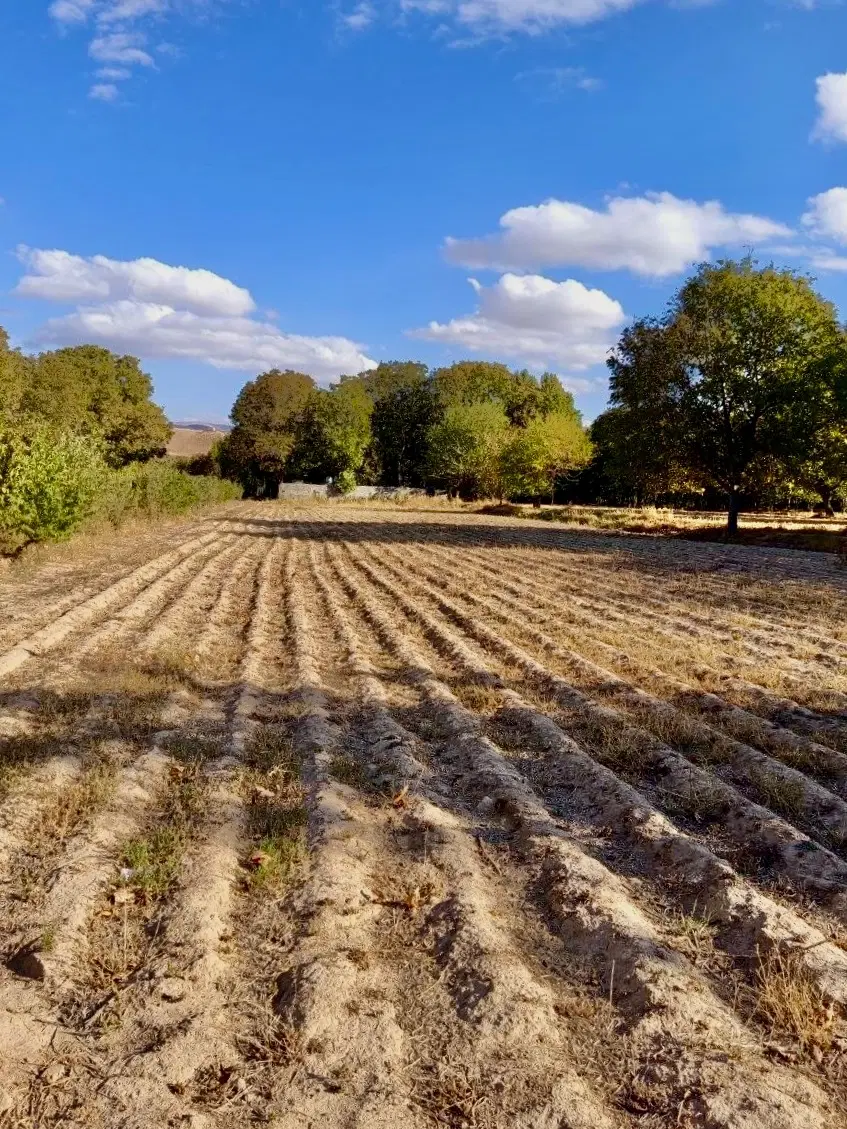 زمین کشاوزی