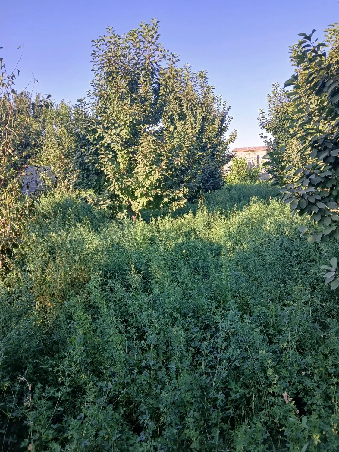 زمین ویلایی جاده سنتو اردوشاهی ترکمان
