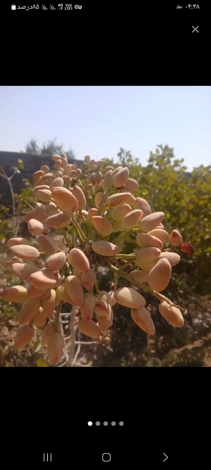 باغ پسته حاجی اباد شاهین شهر