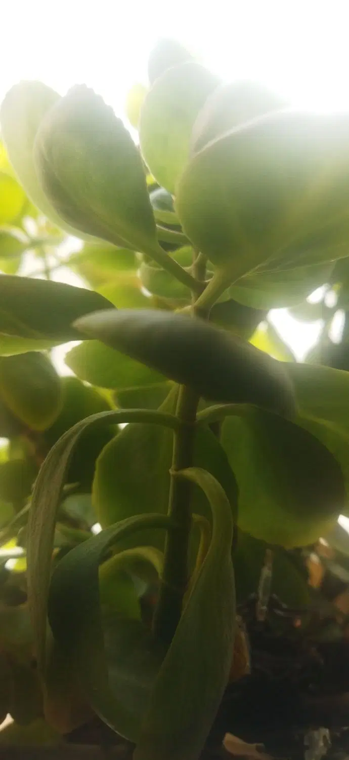 زمین باغی ۱۵۰۰متردر گاوخانه