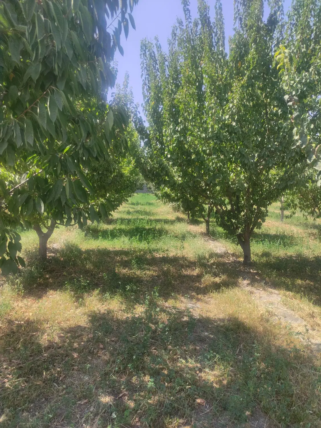 باغ فروشی