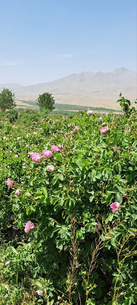 فروش باغ