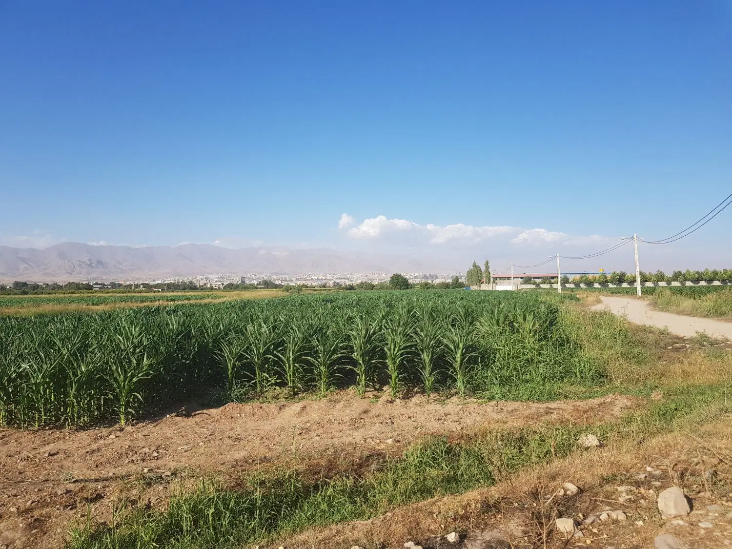 زمین کشاورزی یک هکتار
