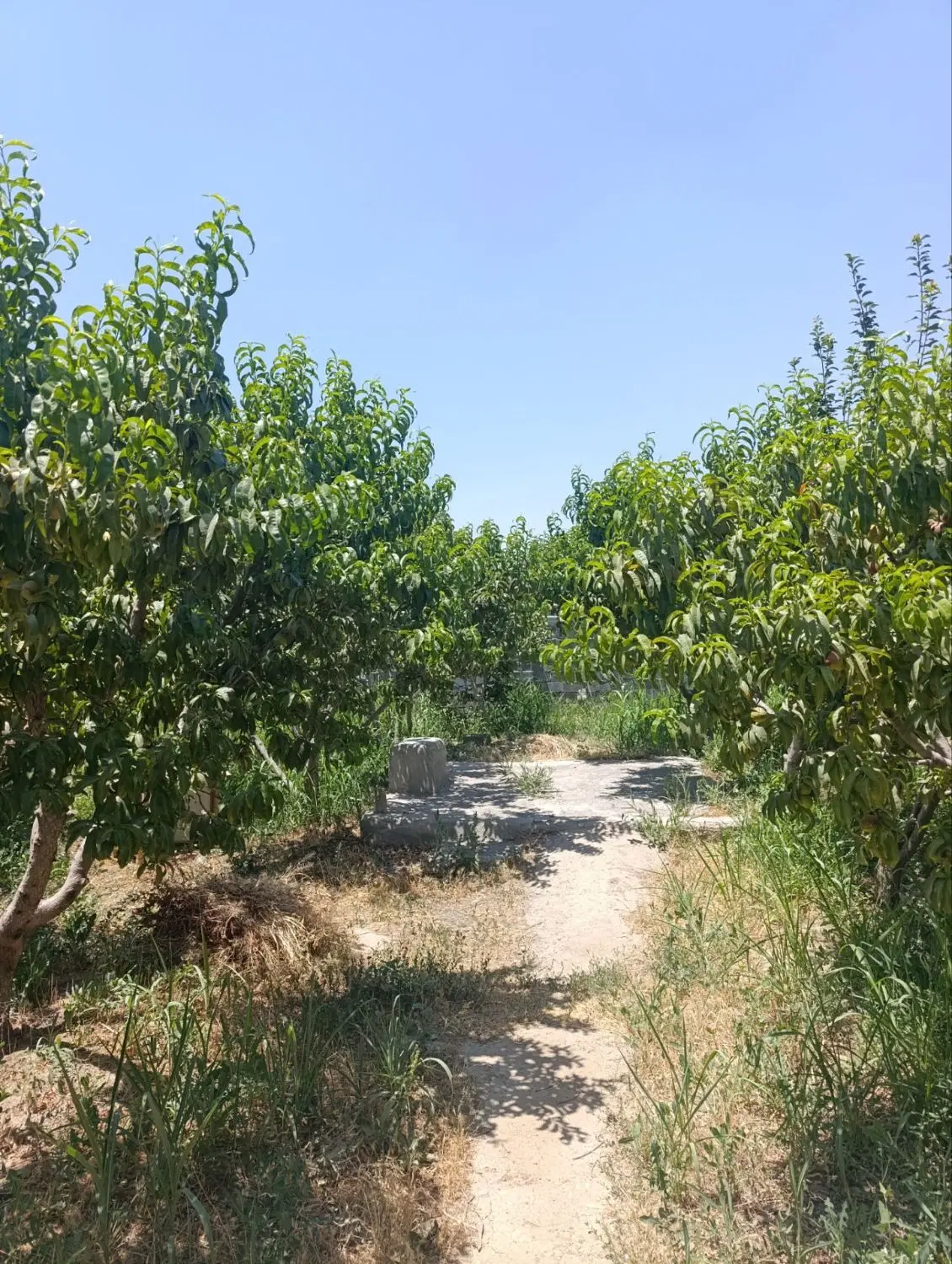باغچه چهاردیوار باسند وکالت شهریار باغستان دهمویز