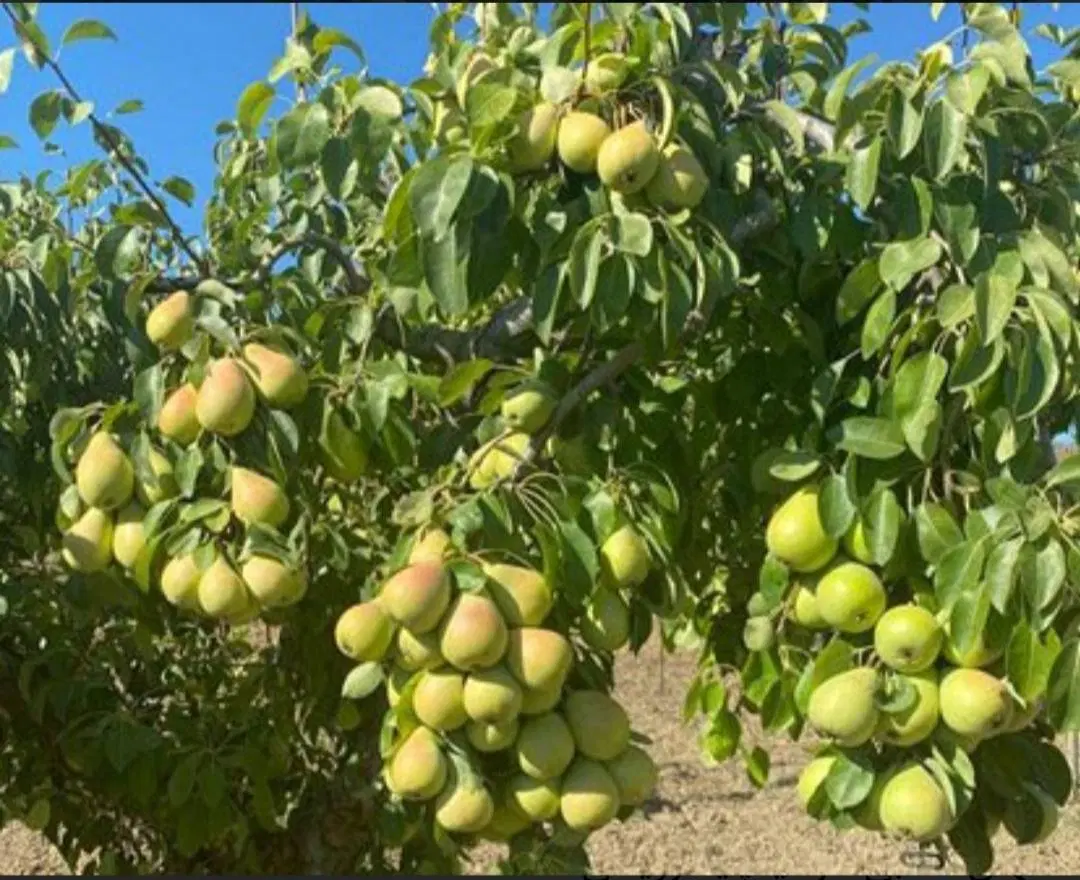 باغ ۴ هکتاری گلابی بیروتی