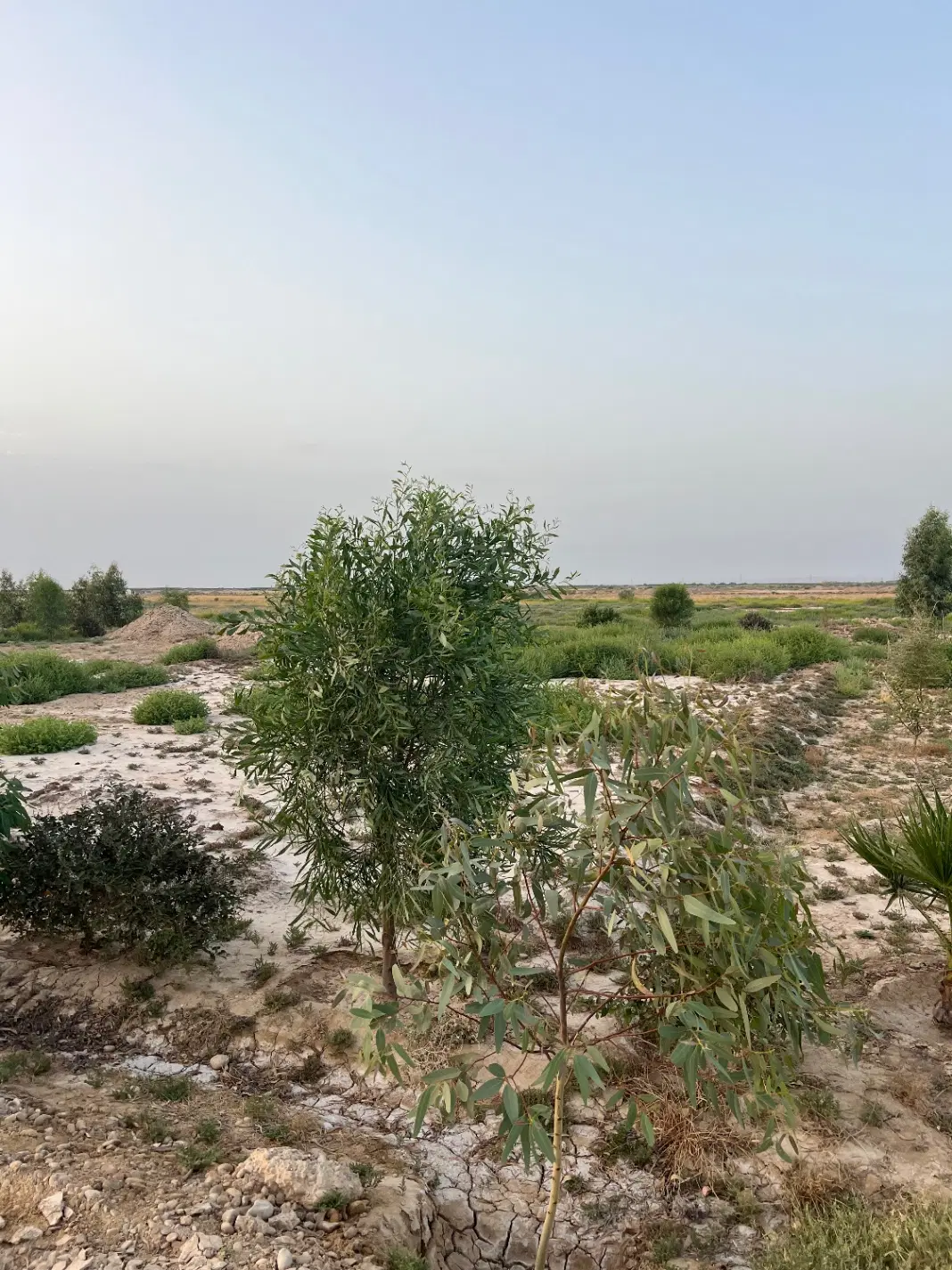 زمین باغی