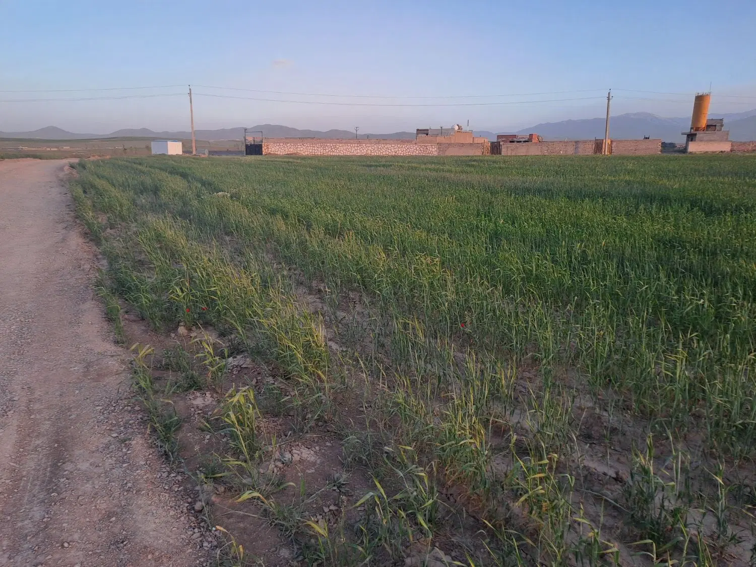 زمین  باغی