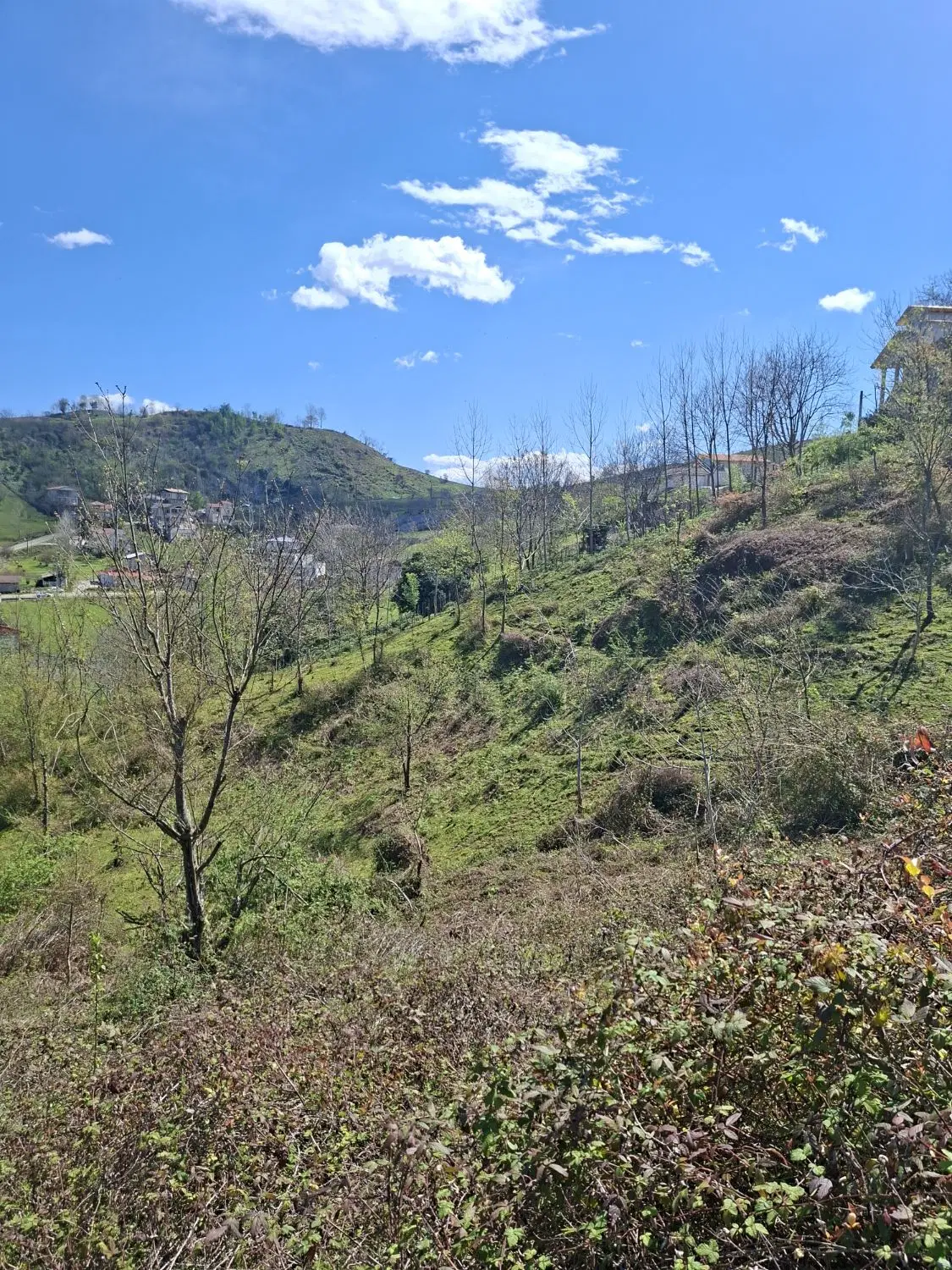 3 هکتار زمین باغی