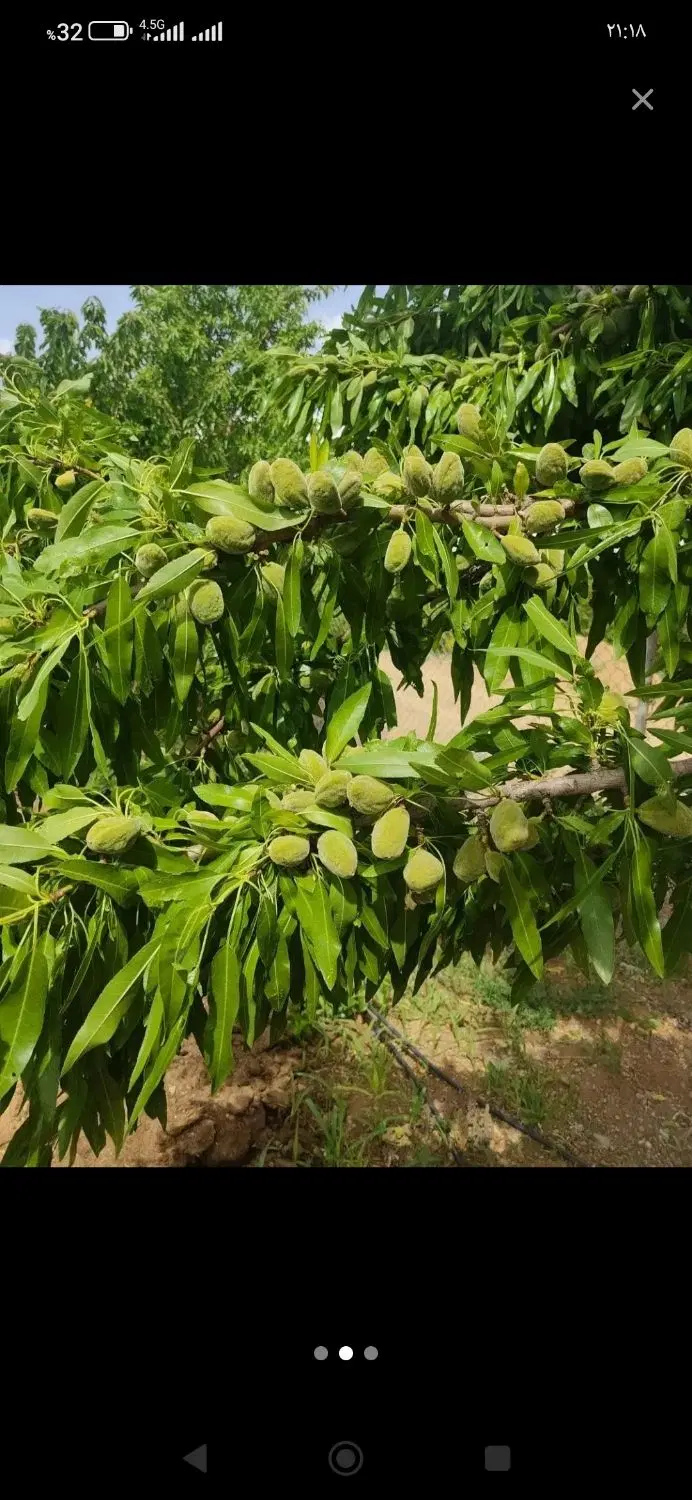 فرصتی برای خرید باغی با شرایط عالی پل زمانخان