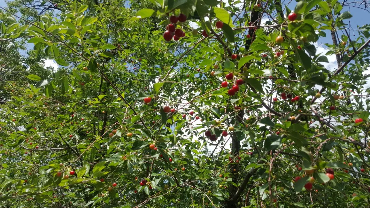 باغ در ایوند