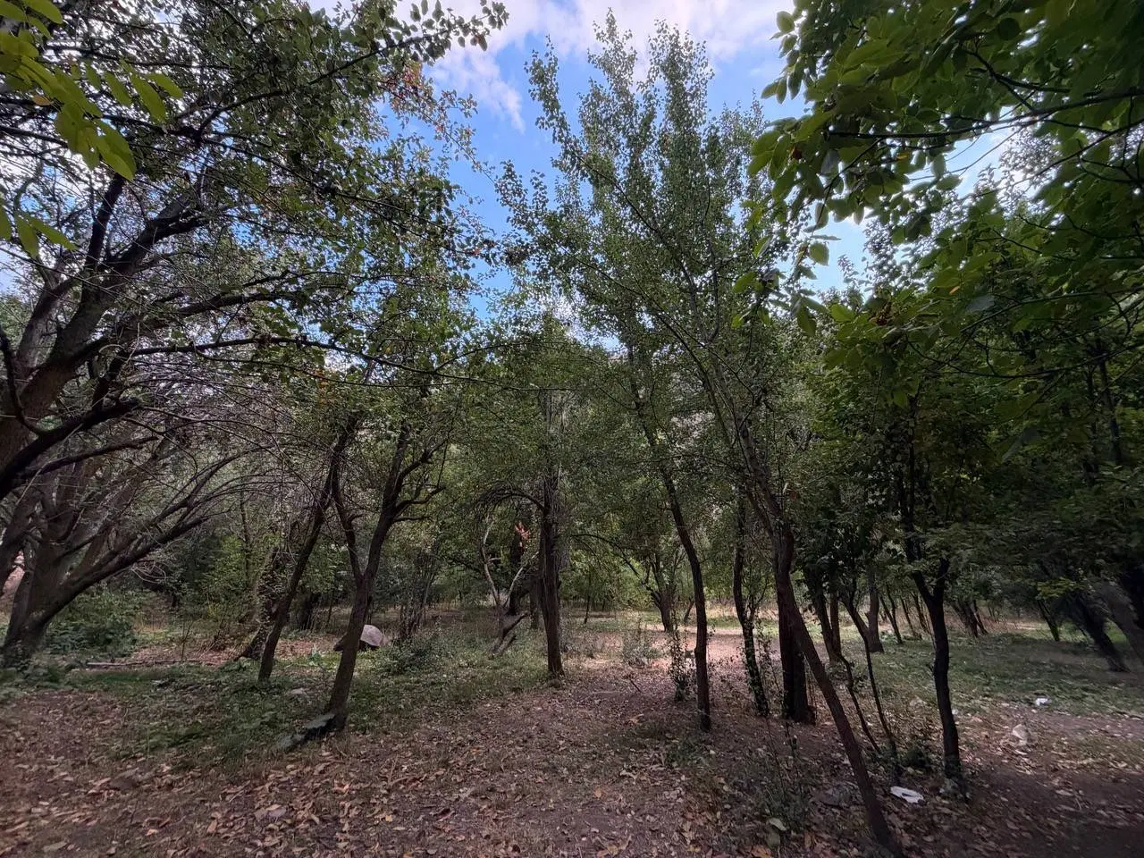 زمین در آسارا