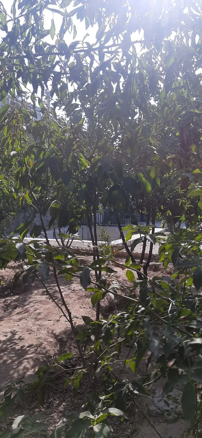 باغ ویلا