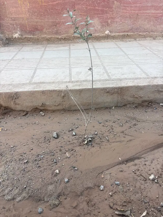 زمین ۱۲۰۰متری عسگریه دوکله