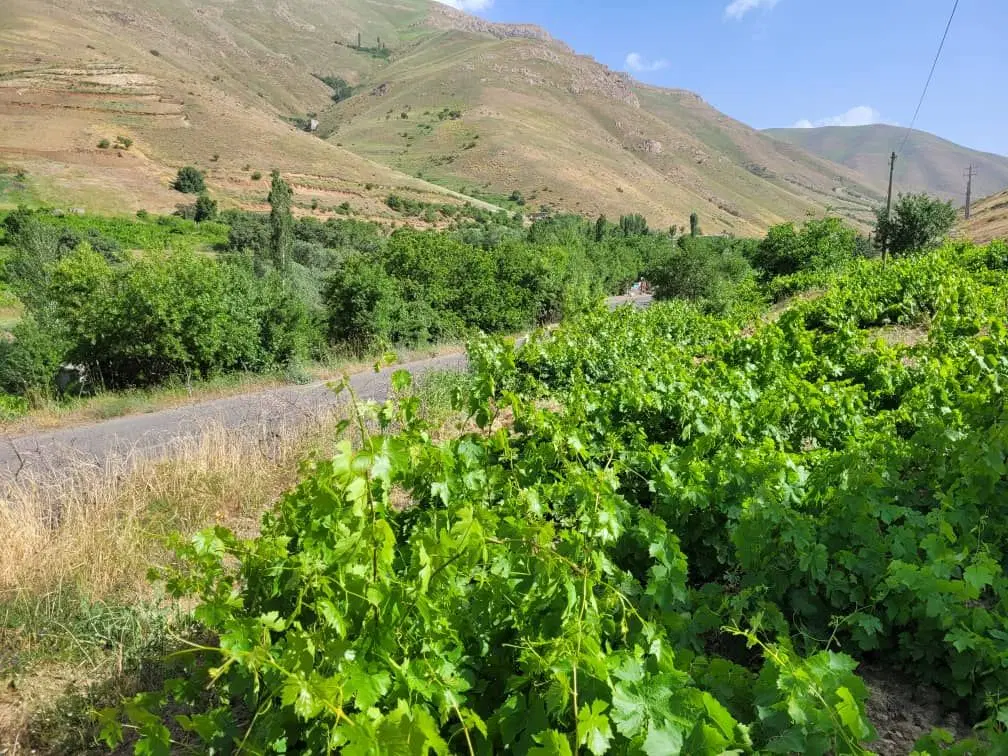 فروش باغ سند تک برق