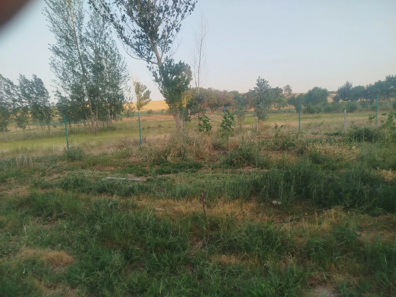 زمین کشاورزی