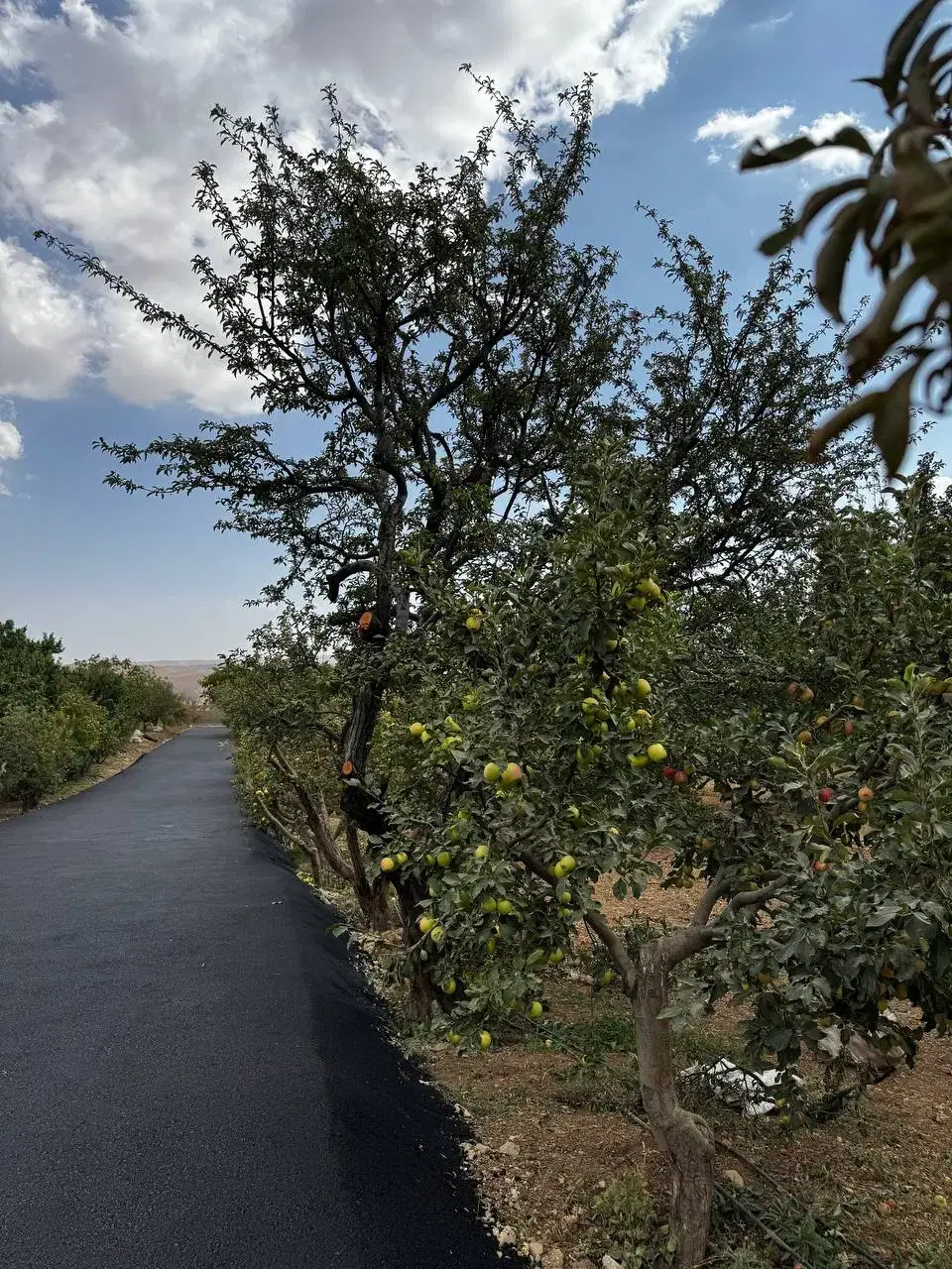 ۳۰۰متر باغ شهرکی درجابان