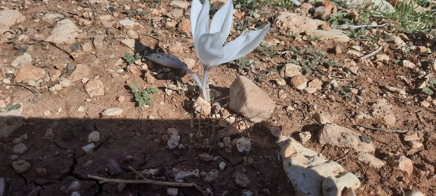 فروش یا معاوضه زمین ملکشاهی