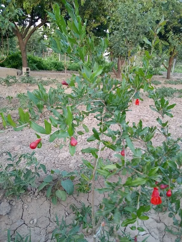 فروش سه دونگ زمین تجاری