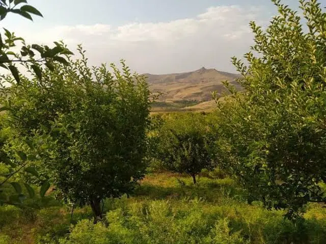 فروش باغ منطقه الموت سیمیار