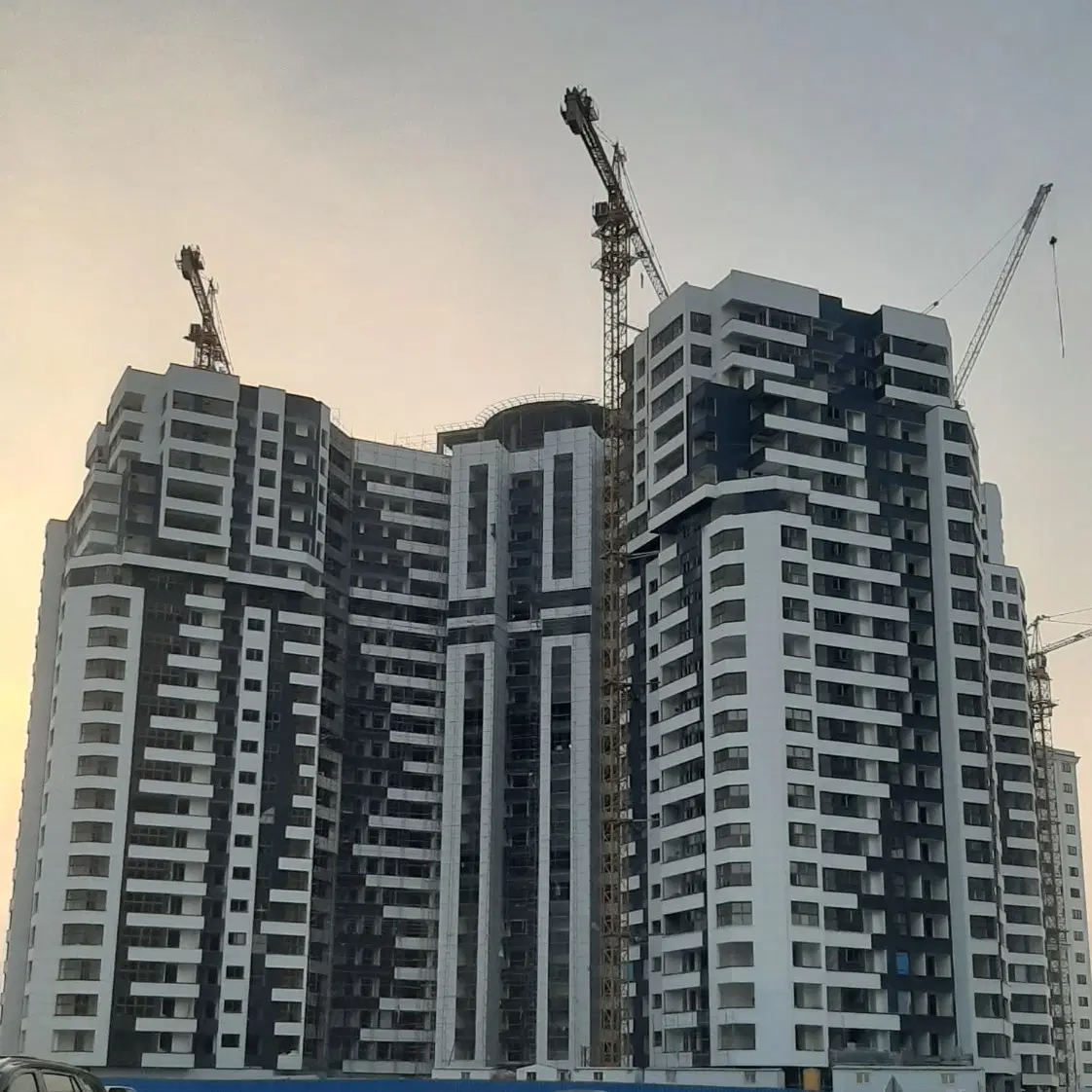 شمیم رحمت ۳ نخل
