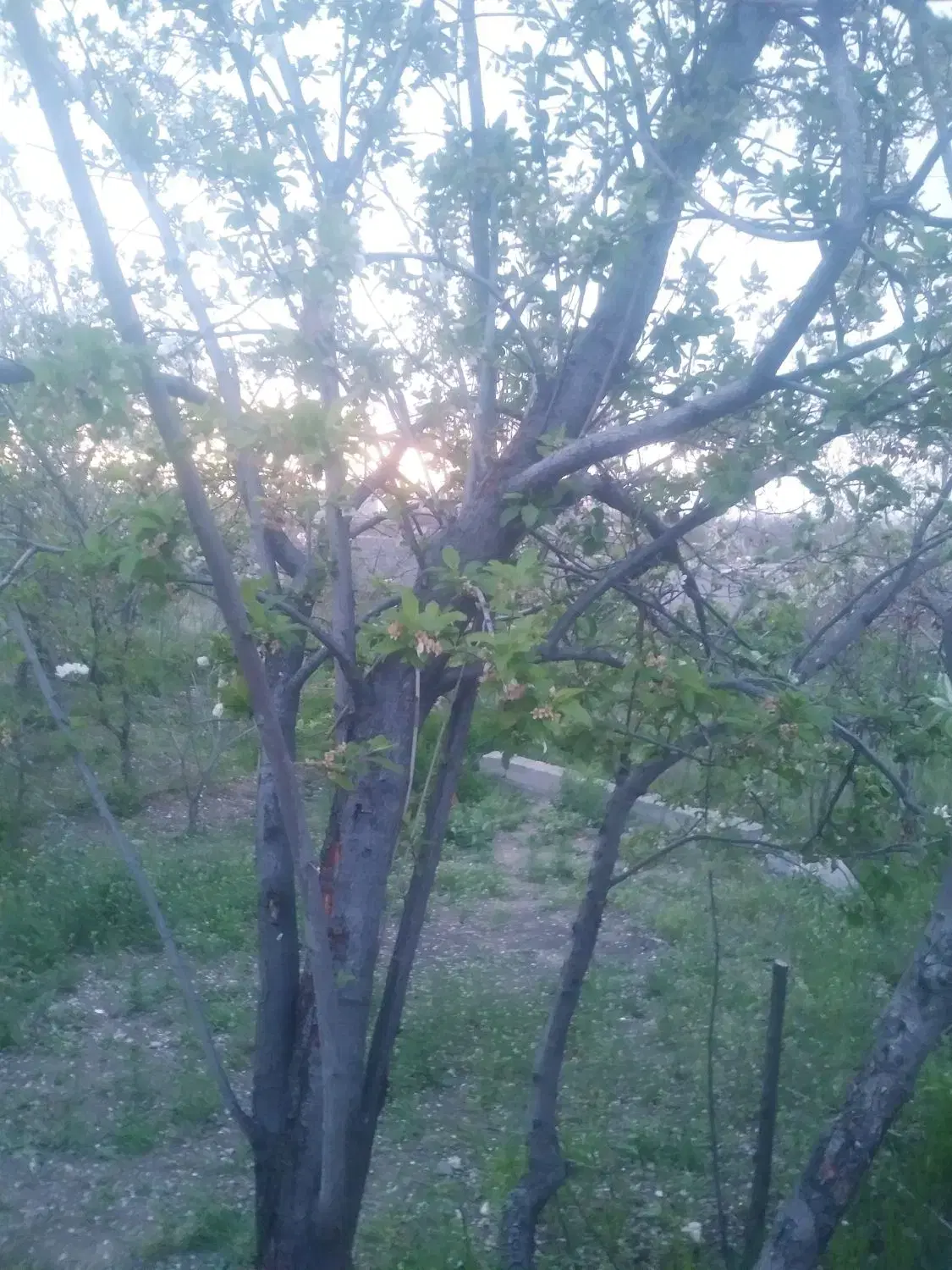 زمین باغچه دیزج علیا