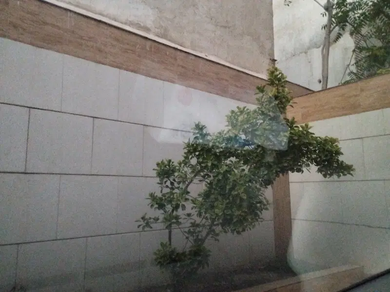 همخانه