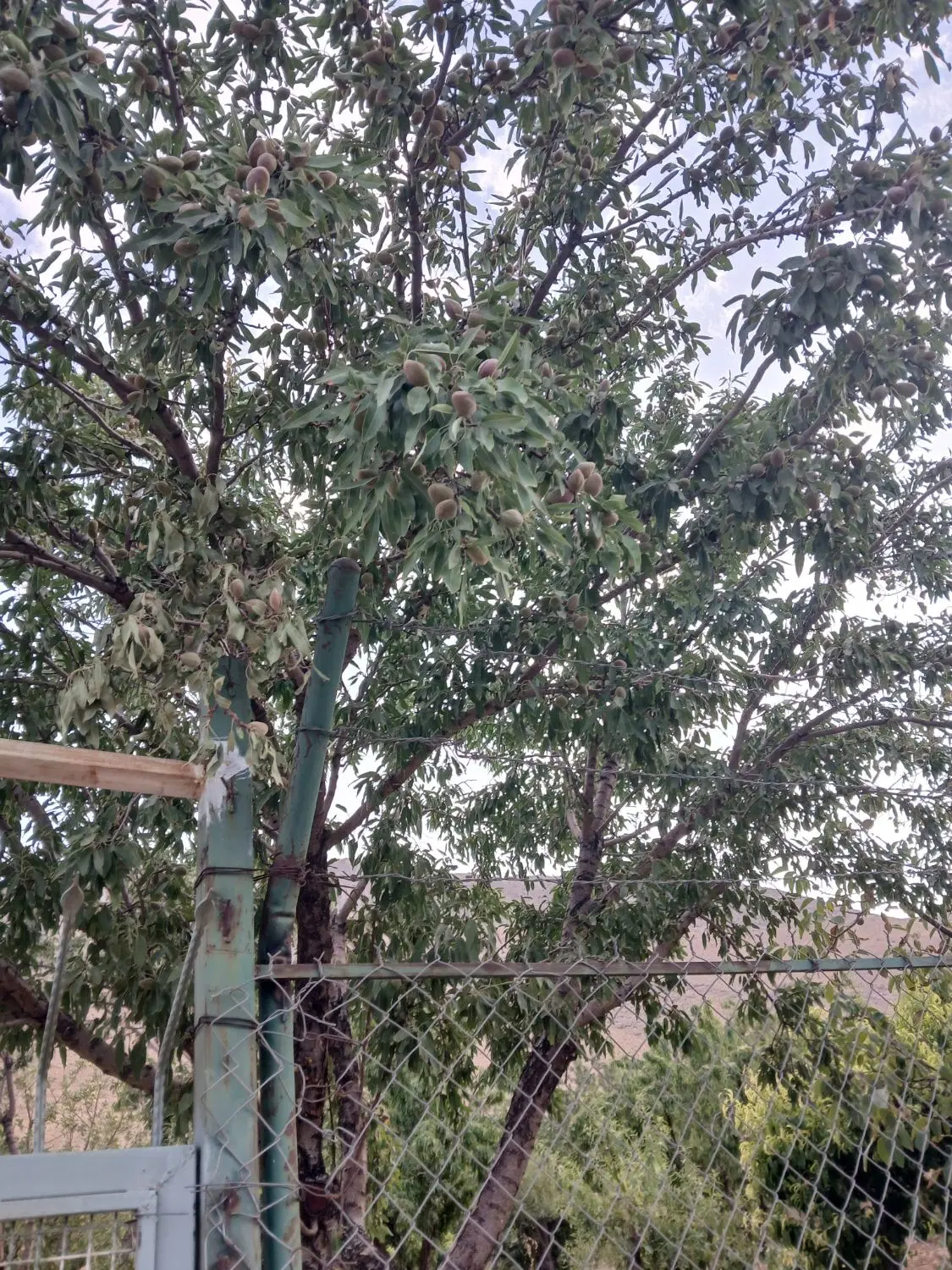 باغ طرح عمان 5500