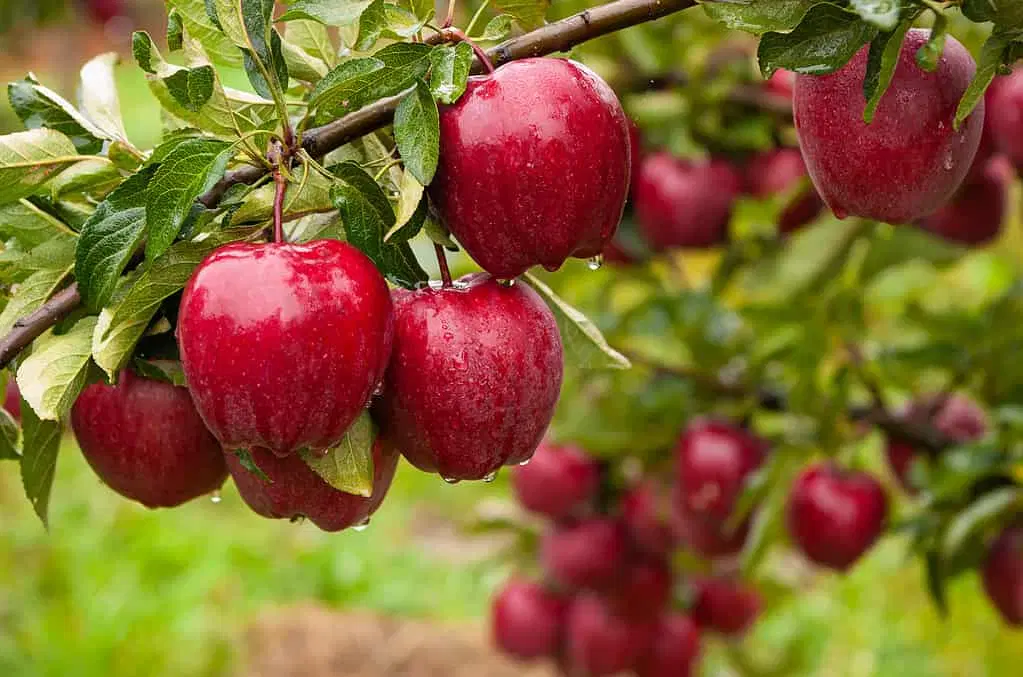 اجاره سیب _ اجاره میوه