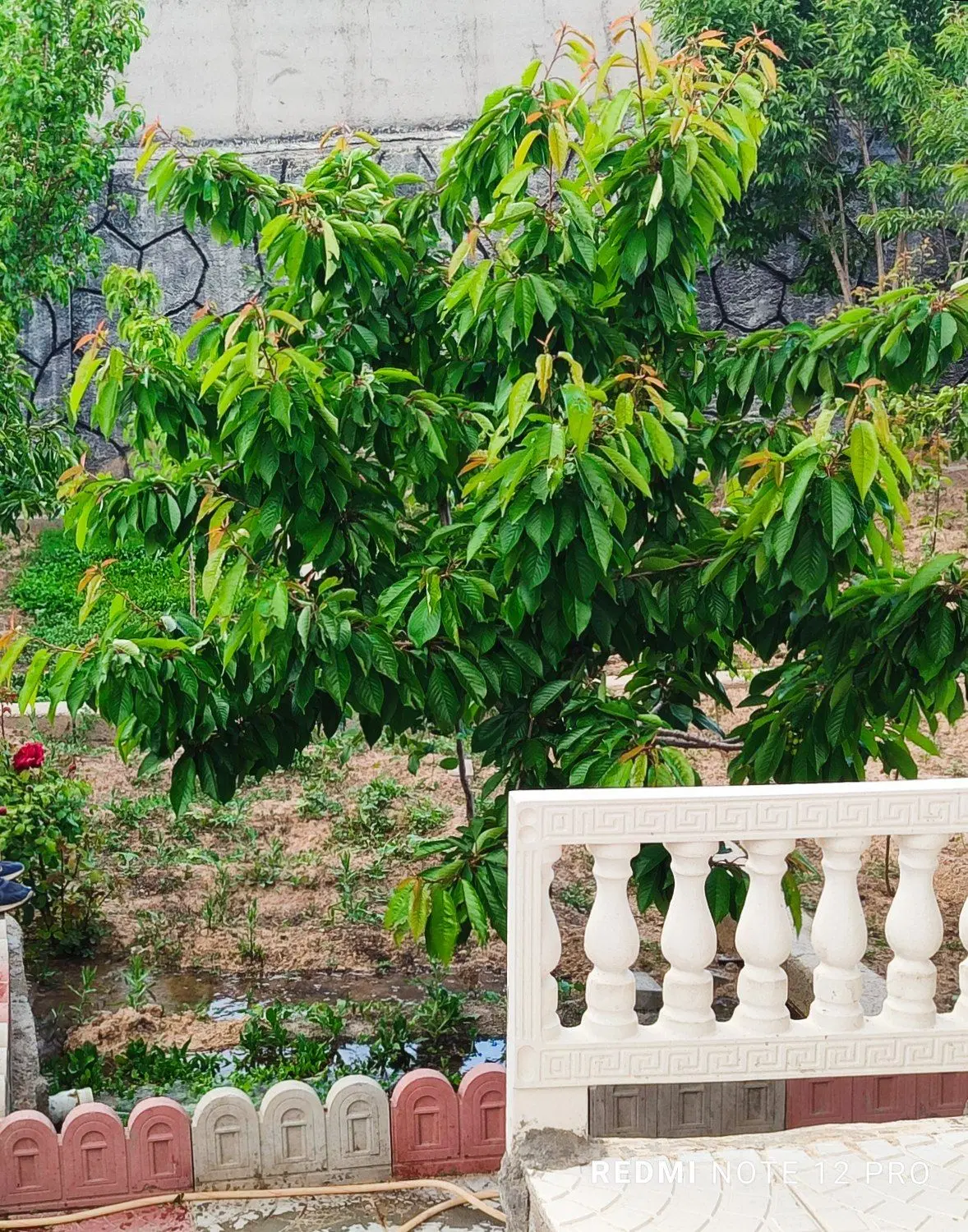 باغچه