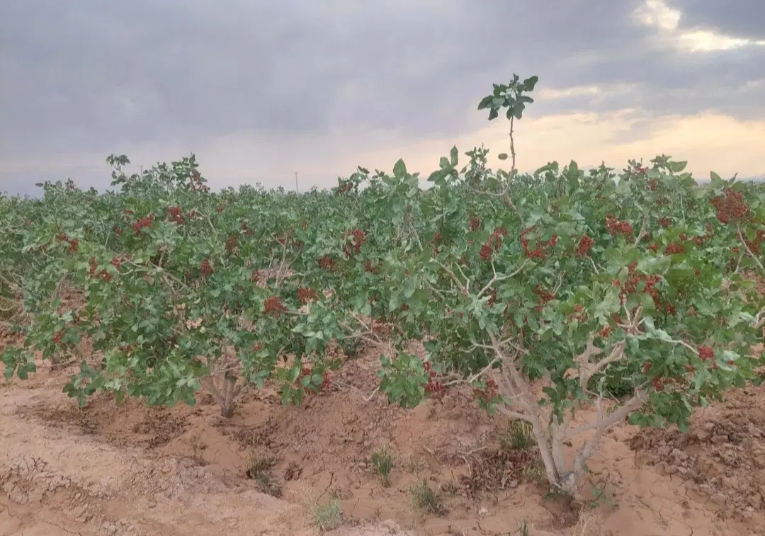 زمین پسته