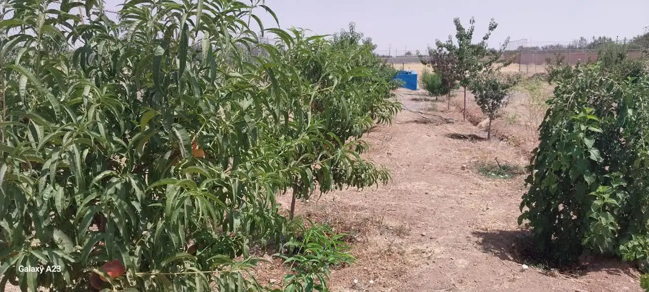 فروش باغچه