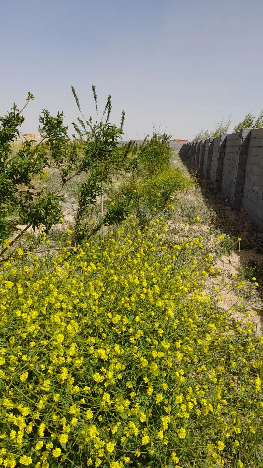 چهاردیواری بر جاده میقان با سند تک برگ